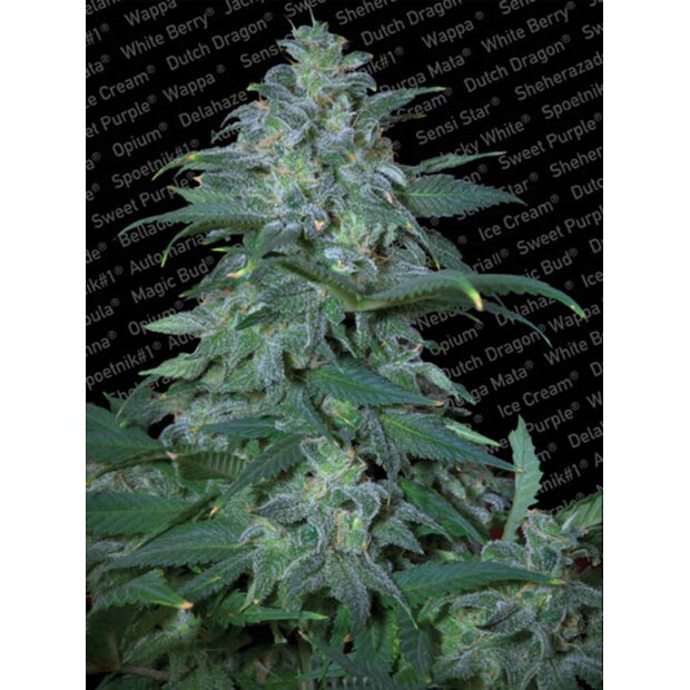 Paradise Seeds Magic Bud Hanfsamen 3 Stck