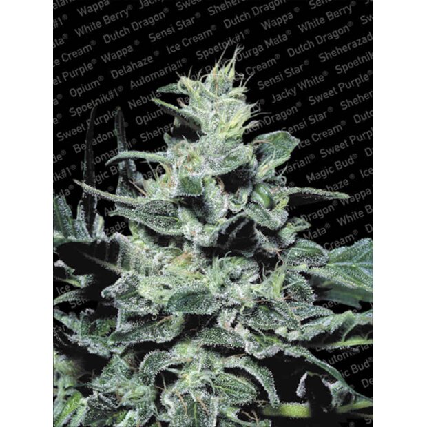 Paradise Seeds Nebula Hanfsamen 5 Stck