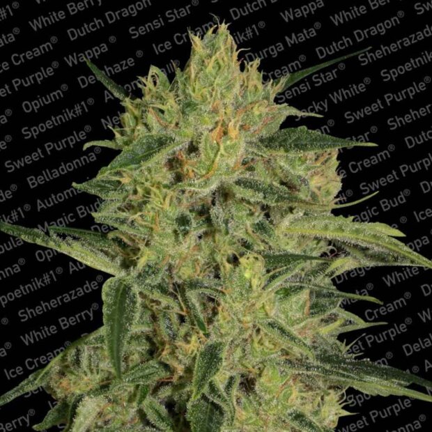 Paradise Seeds Nebula II CBD Hanfsamen 3 Stck