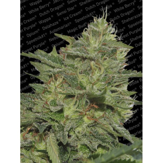 Paradise Seeds Original Cheese IBL Hanfsamen 10 Stck