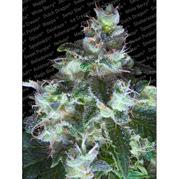 Paradise Seeds Original White Widow IBL Hanfsamen 5 Stck