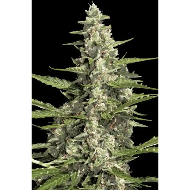 Paradise Seeds Pandora Auto Hanfsamen 3 Stck