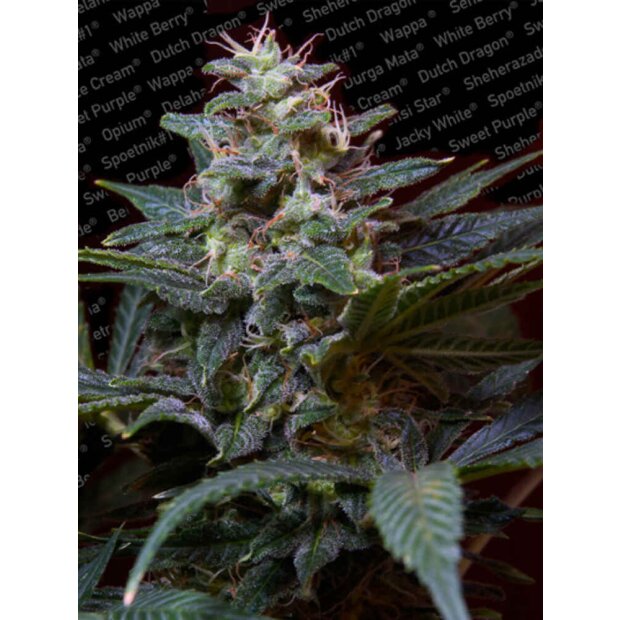 Paradise Seeds Sweet Purple Hanfsamen 3 Stück feminisiert