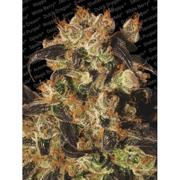 Paradise Seeds White Berry Hanfsamen 3 Stck