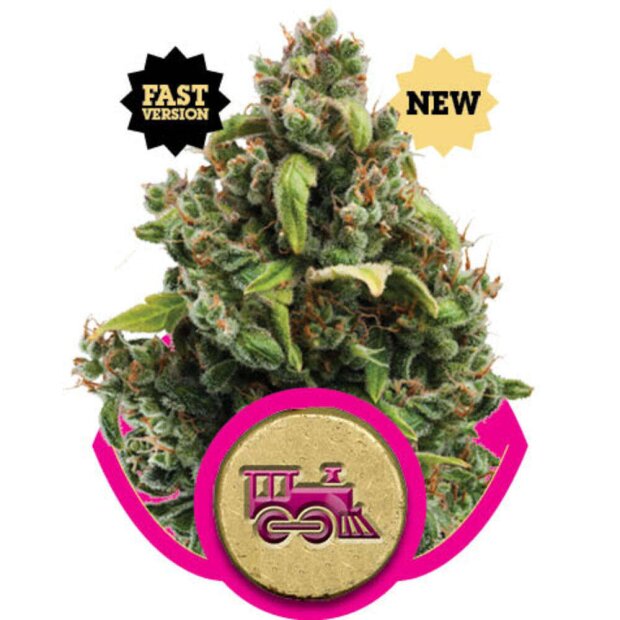 Royal Queen Candy Kush Express Hanfsamen 3 Stück feminisiert