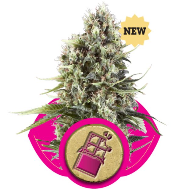 Royal Queen Chocolate Haze Hanfsamen 3 Stück feminisiert