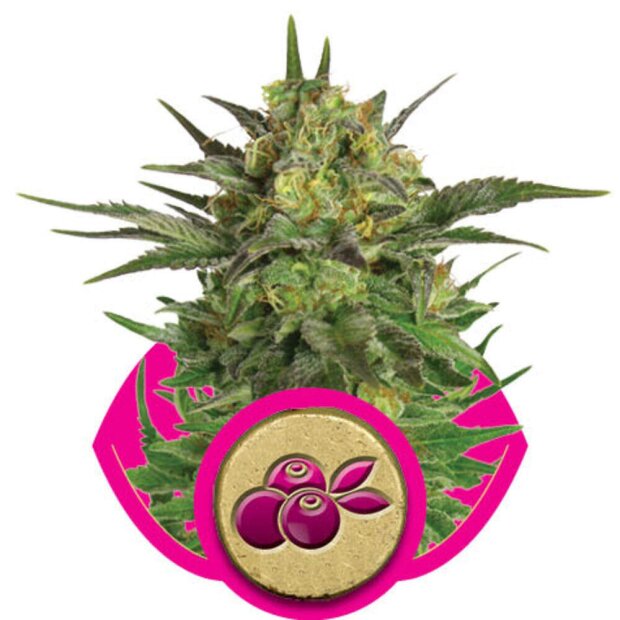 Royal Queen Haze Berry Hanfsamen 3 Stück feminisiert