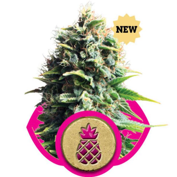 Royal Queen Pineapple Kush Hanfsamen 3 Stück feminisiert