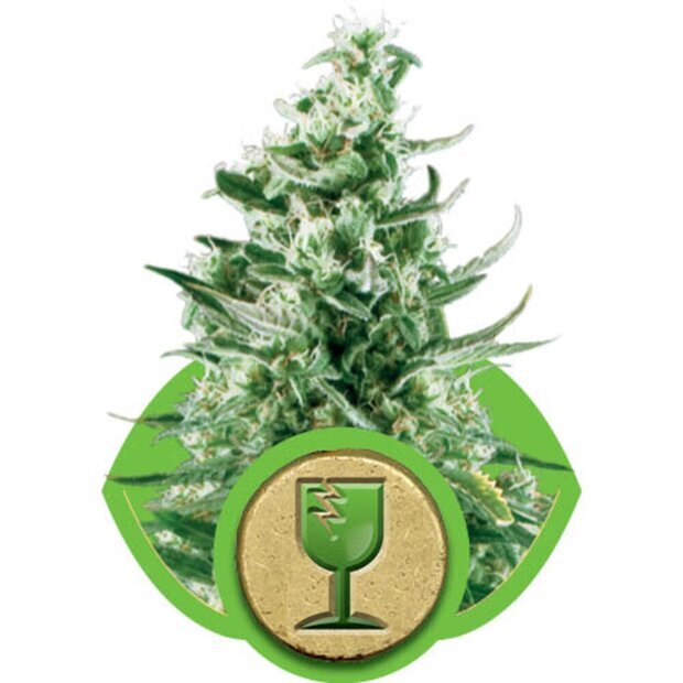 Royal Queen Royal Critical Auto Hanfsamen 3 Stck