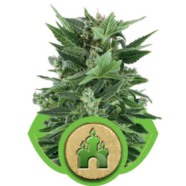 Royal Queen Royal Kush Auto Hanfsamen 3 Stück