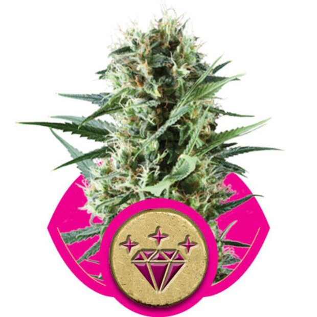 Royal Queen Special Kush #1 Hanfsamen 5 Stück feminisiert