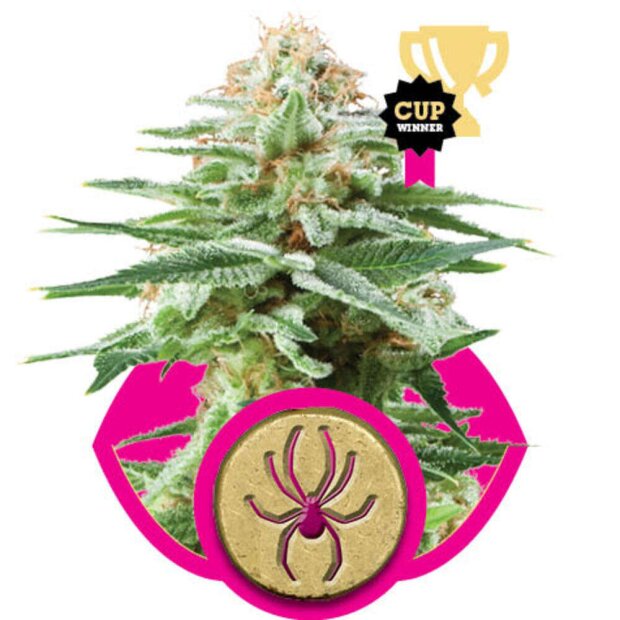 Royal Queen White Widow Hanfsamen 3 Stck