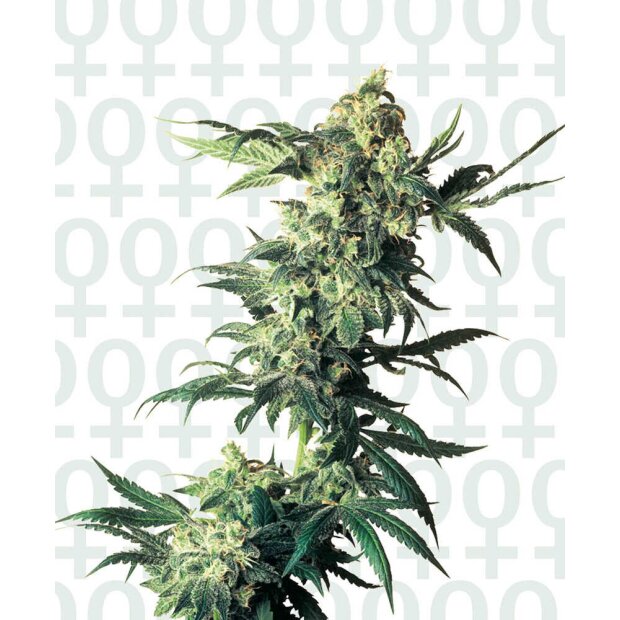 Sensi Seeds Northern Lights Hanfsamen 10 Stck Feminisiert