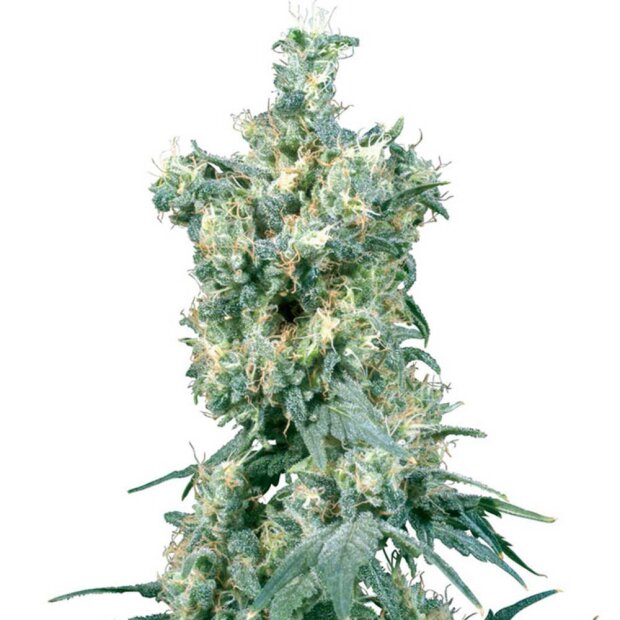 Sensi Seeds American Dream Hanfsamen 10 Stück regular