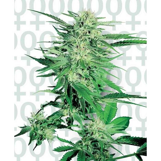 Sensi Seeds Big Bud Hanfsamen Feminisiert 3 Stck