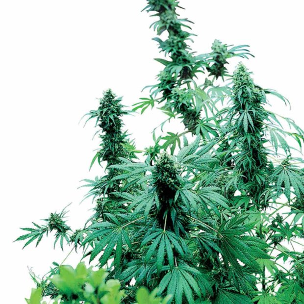 Sensi Seeds Early Skunk Hanfsamen 3 Stück feminisiert