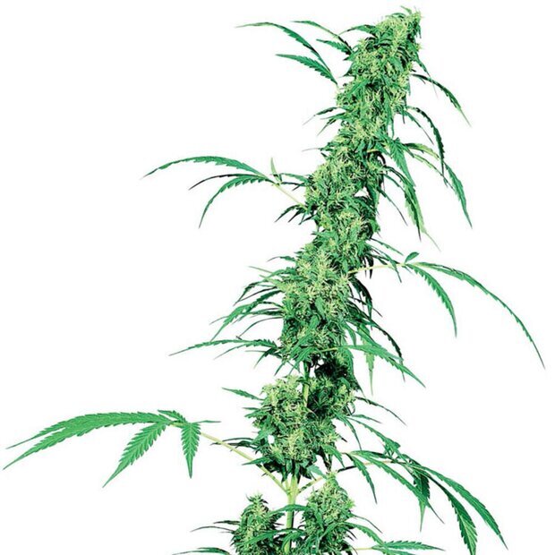 Sensi Seeds Fruity Juice Hanfsamen Regulr 10 Stck