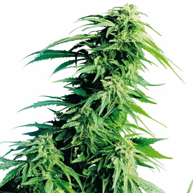 Sensi Seeds Hindu Kush Hanfsamen 10 Stück regular