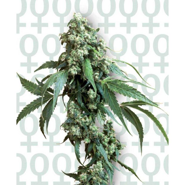 Sensi Seeds Jack Flash #5 Hanfsamen 10 Stück feminisiert