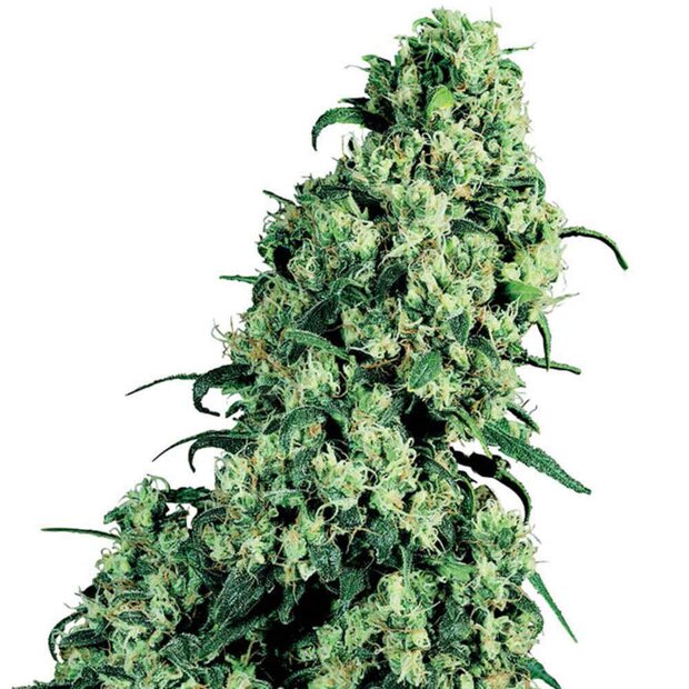 Sensi Seeds Skunk #1 Hanfsamen Feminisiert 3 Stck