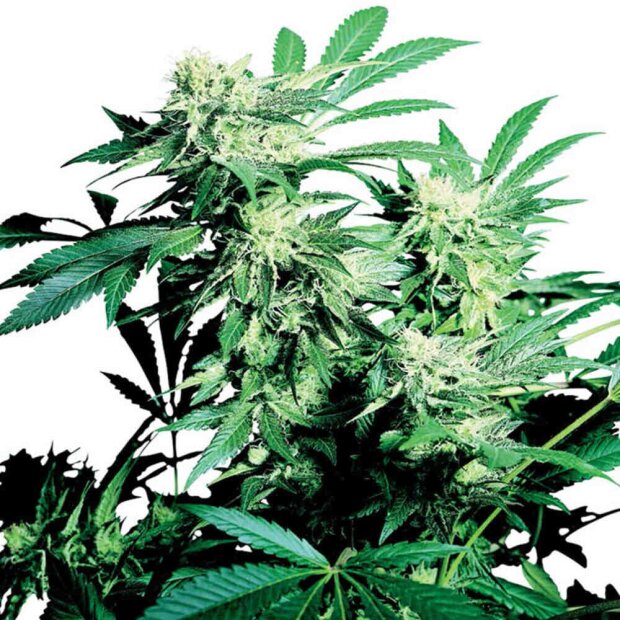 Sensi Seeds Skunk Kush Hanfsamen 3 Stück feminisiert