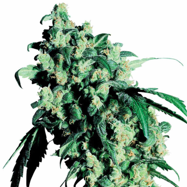 Sensi Seeds Super Skunk Hanfsamen Feminisiert 5 Stck