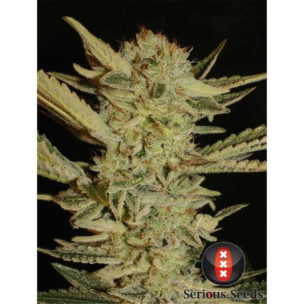 Serious Seeds Bubble Gum Hanfsamen Feminisiert 6 Stck