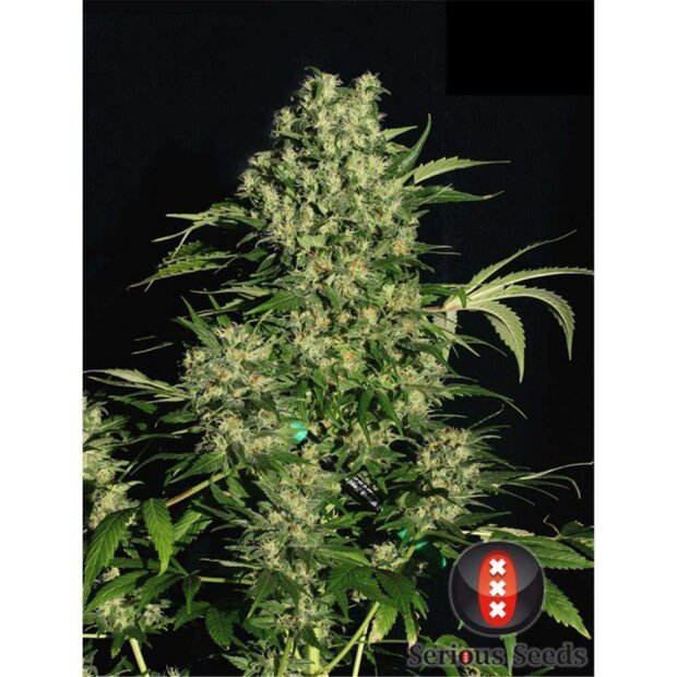 Serious Seeds Chronic Hanfsamen 11 Stück regular