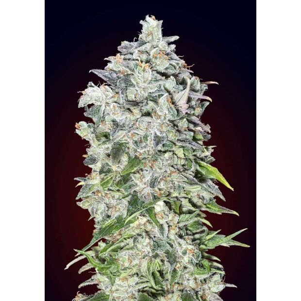 00 Seeds Auto 00 Kush 5 Stck Feminisiert