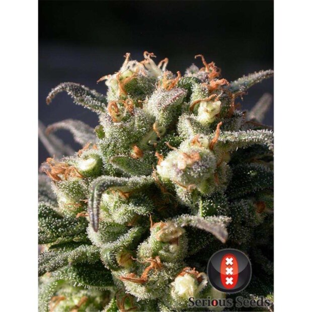 Serious Seeds Warlock Hanfsamen 11 Stück regular