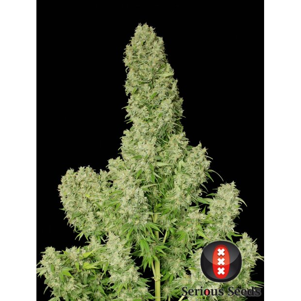 Serious Seeds White Russian Hanfsamen Feminisiert 6 Stck