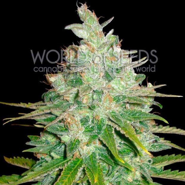 World of Seeds Afghan Kush x Black Domina Hanfsamen 3 Stück feminisiert