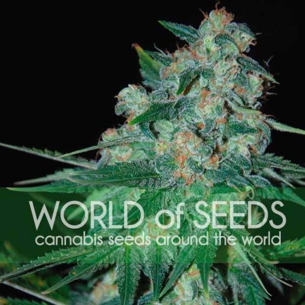 World of Seeds Ketama Hanfsamen 7 Stck