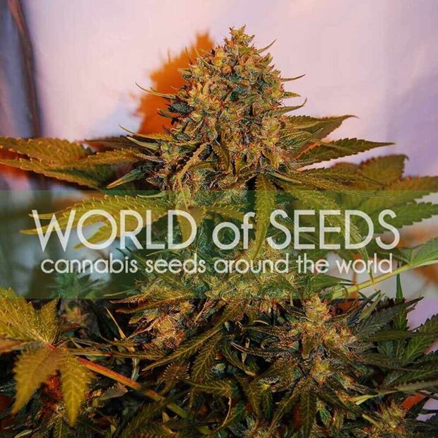 World of Seeds Northern Light x Big Bud Ryder Auto Hanfsamen 3 Stck