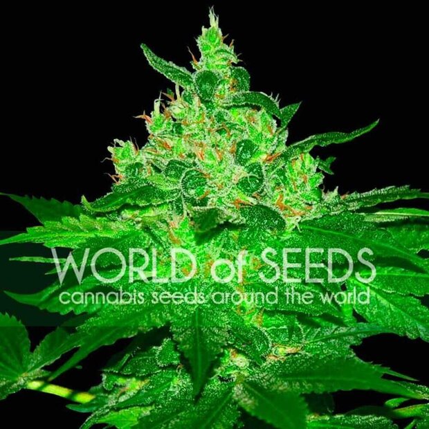 World of Seeds Afghan Kush Hanfsamen 3 Stck