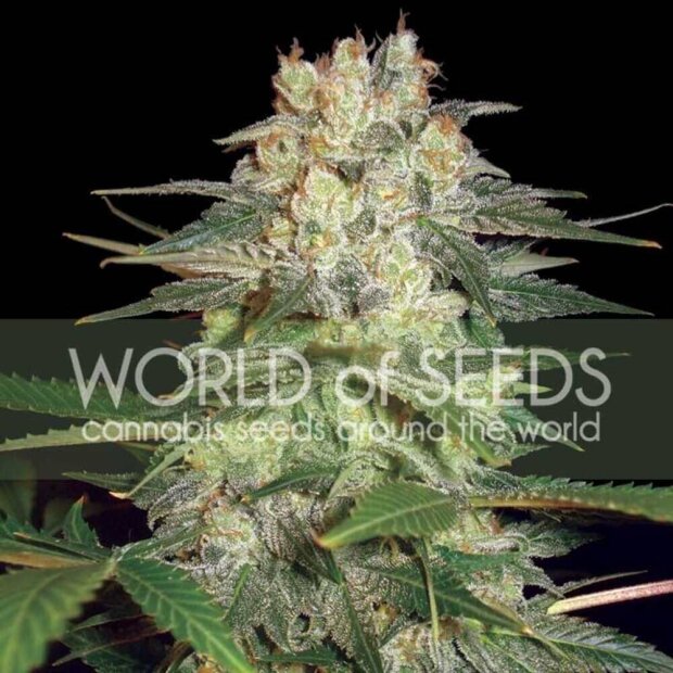 World of Seeds Afghan Kush Ryder Auto Hanfsamen 3 Stück feminisiert