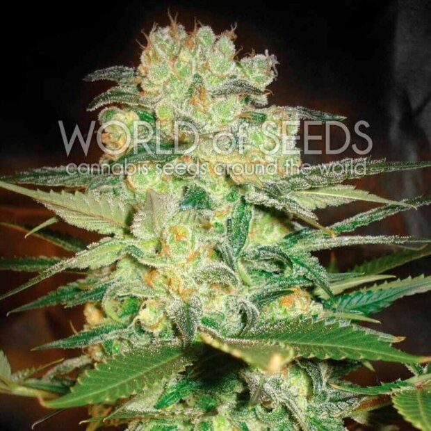 World of Seeds Afghan Kush x White Widow Hanfsamen 3 Stück feminisiert