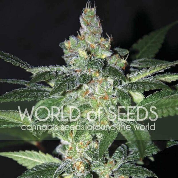 World of Seeds Amnesia Hanfsamen 3 Stck