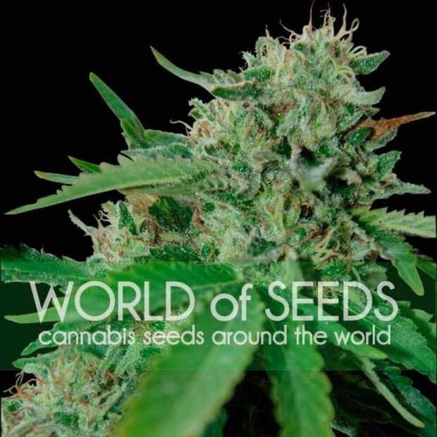 World of Seeds Brazil Amazonia Hanfsamen 3 Stck