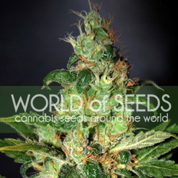 World of Seeds Chronic Haze Hanfsamen 3 Stck