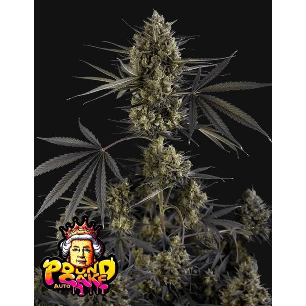 420FB Pound Cake Auto Hanfsamen - 100 Stck