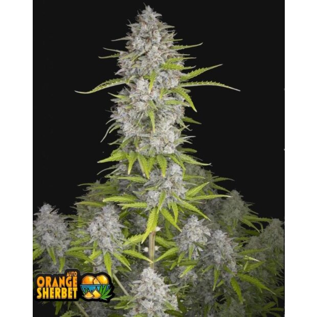 420FB Orange Sherbet Auto Hanfsamen - 3 Stck