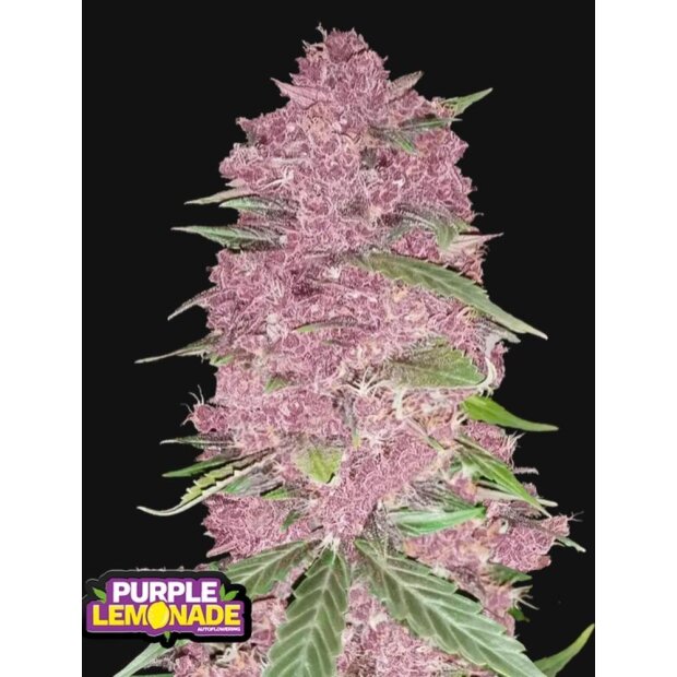 420FB Purple Lemonade Auto Hanfsamen - 3 Stck