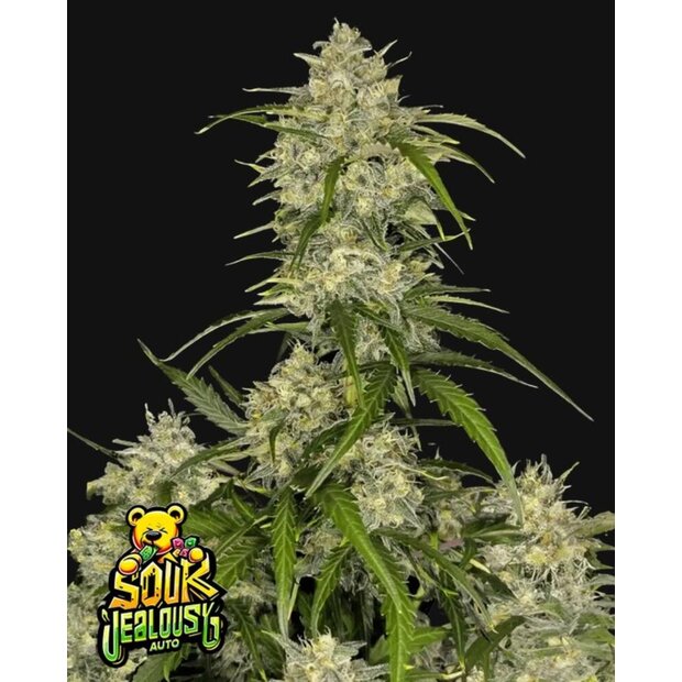 420FB Sour Jealousy Auto Hanfsamen - 3 Stck