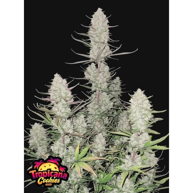 420FB Tropicana Cookies Auto Hanfsamen - 3 Stck