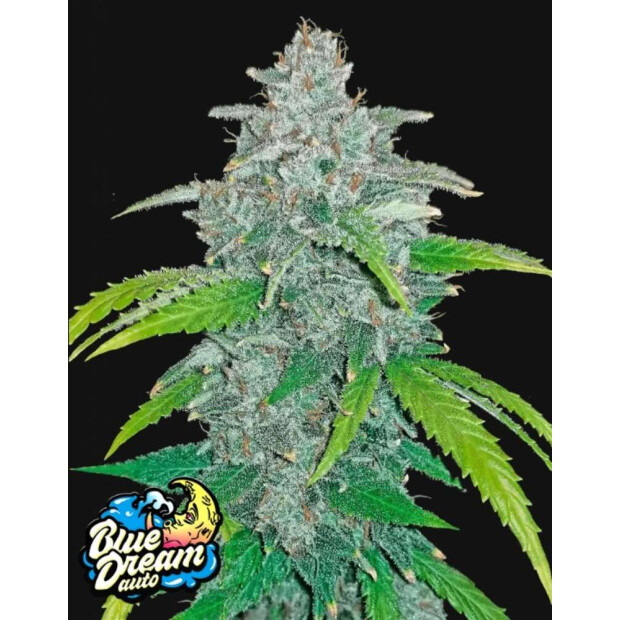 420FB Blue Dream Auto Hanfsamen - 3 Stck