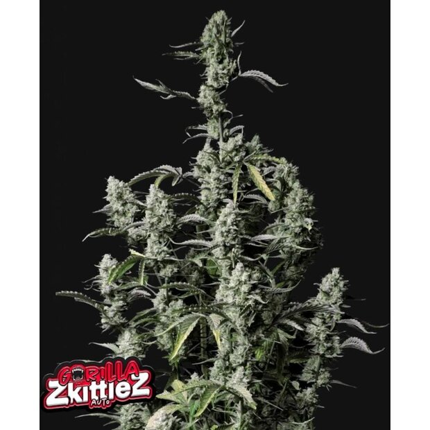 420FB Gorilla Zittlez Auto Hanfsamen - 3 Stck