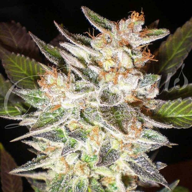 Delicious Seeds Delicious Candy Auto Hanfsamen 5 Stck