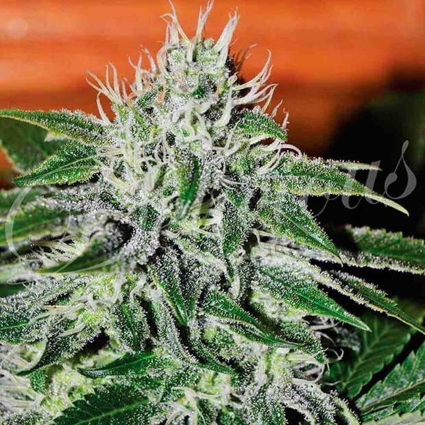 Delicious Seeds Critical Jack Herer Hanfsamen 5 Stck