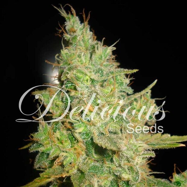 Delicious Seeds Critical Kali Mist Hanfsamen 10 Stck